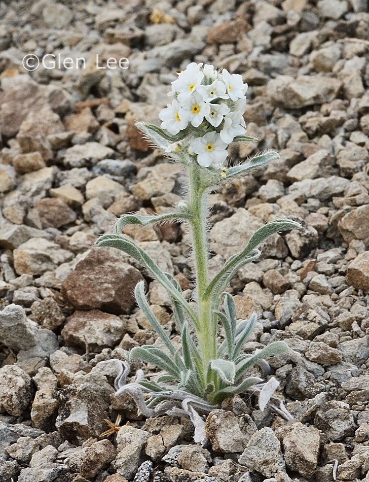 Cryptantha celosioides photos Saskatchewan Wildflowers